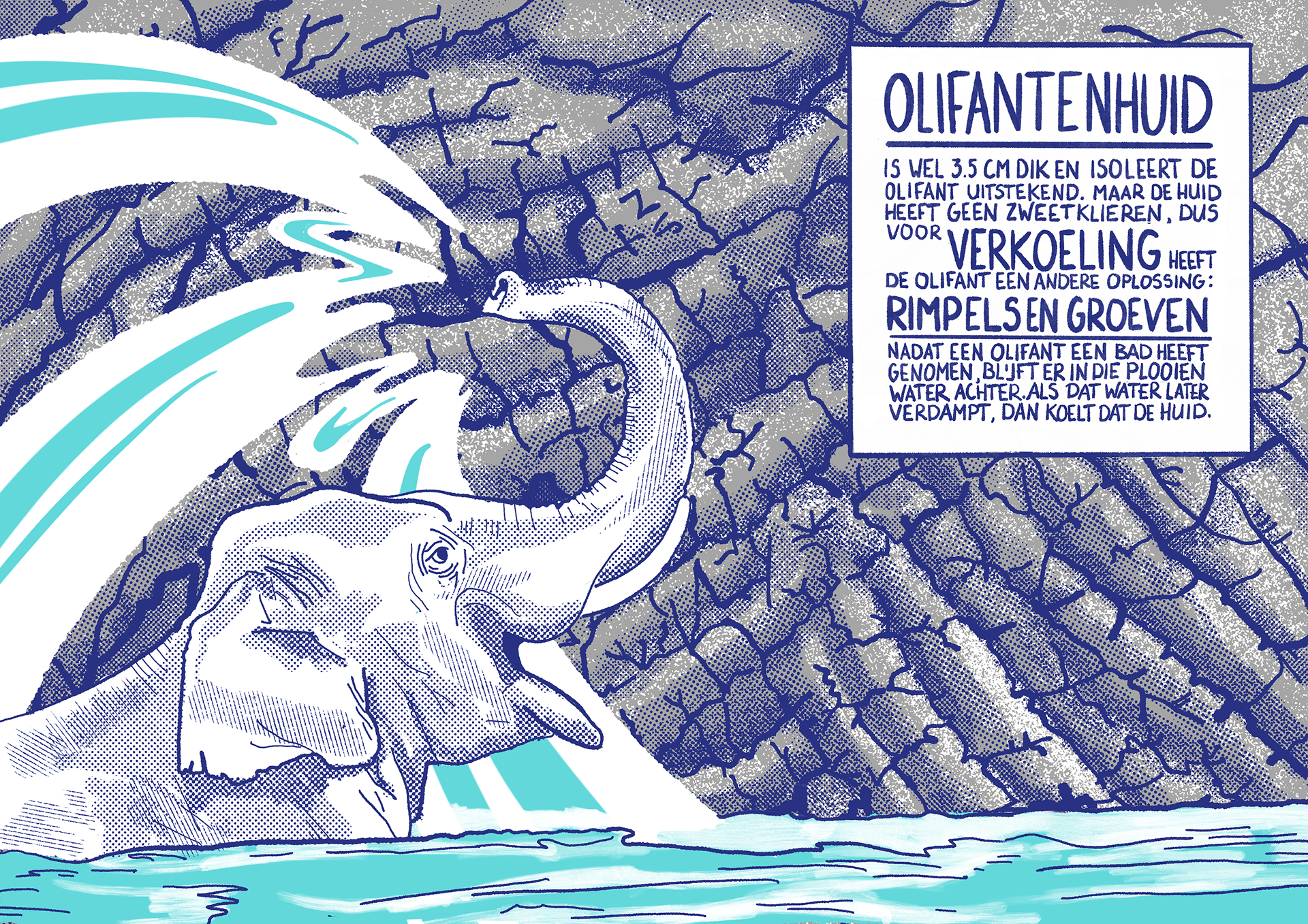 Illustratie van een badende olifant die water over zijn rug spuit. De achtergrond is een close-up van een olifantenhuid in grijs en blauw. In een kader rechtsboven staat: 'Olifantenhuid is wel 3,5cm dik en isoleert de olifant uitstekend. Maar de huid heeft geen zweetklieren, dus voor verkoeling heeft de olifant een andere oplossing: rimpels en groeven! Nadat een olifant een bad heeft genomen, blijft er in de plooien water achter. Als dat water later verdampt, dan koelt dat de huid.'